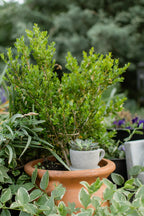 Brynn Teacup Plant Holder
