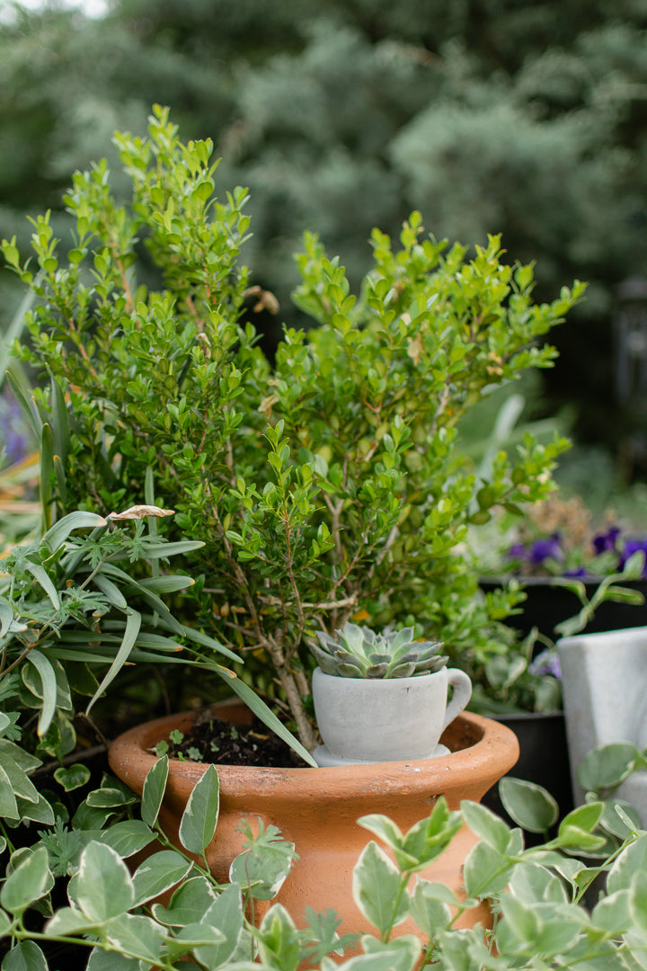Brynn Teacup Plant Holder