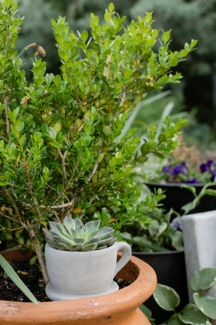 Brynn Teacup Plant Holder