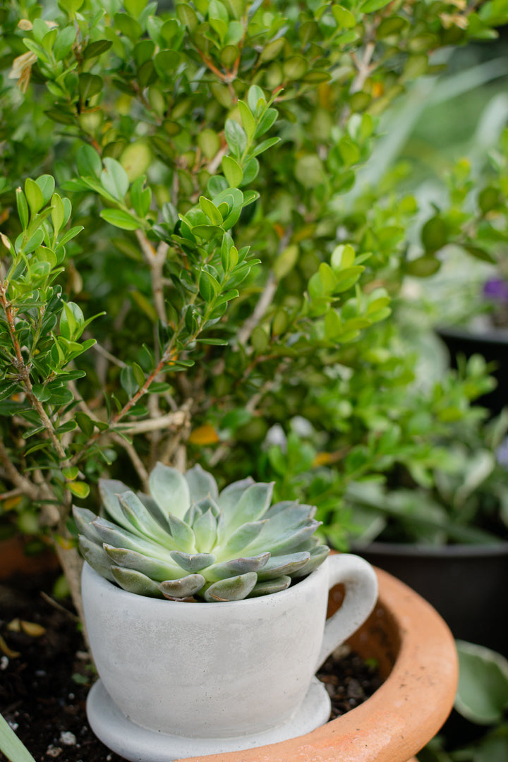 Brynn Teacup Plant Holder