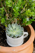 Brynn Teacup Plant Holder