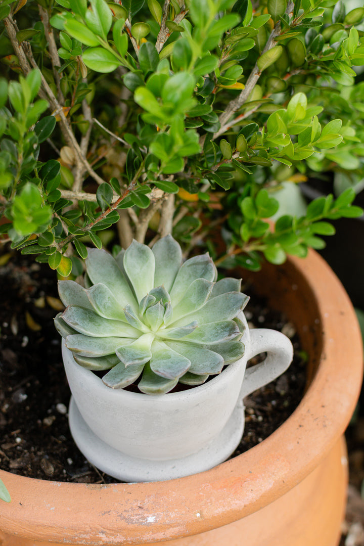 Brynn Teacup Plant Holder