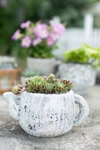 Sable Teapot Plant Holder