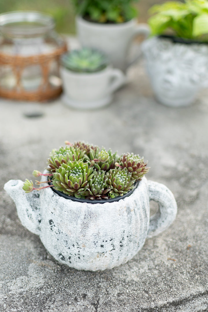 Sable Teapot Plant Holder