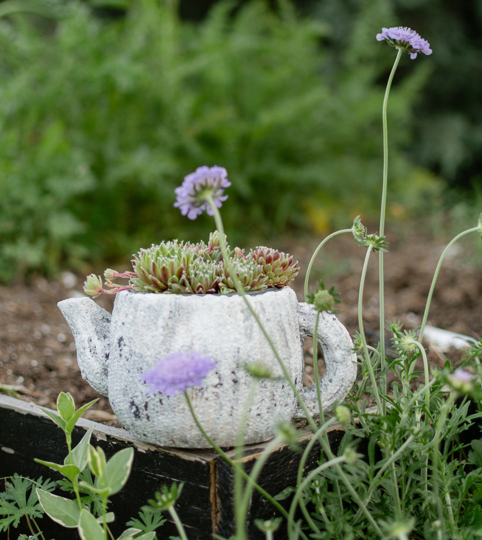 Sable Teapot Plant Holder